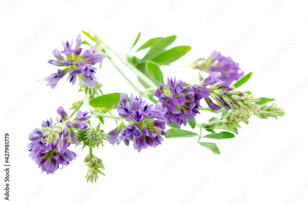 Alfalfa plant, Medicago sativa, isolated on white background. Alfalfa strains on a white background, close-up. Alfalfa isolated on a white background. Medicago sativa.