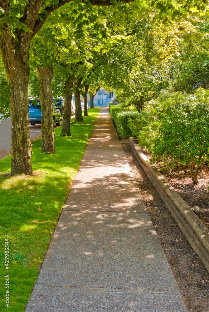 Sidewalk in shadow of a row of trees.