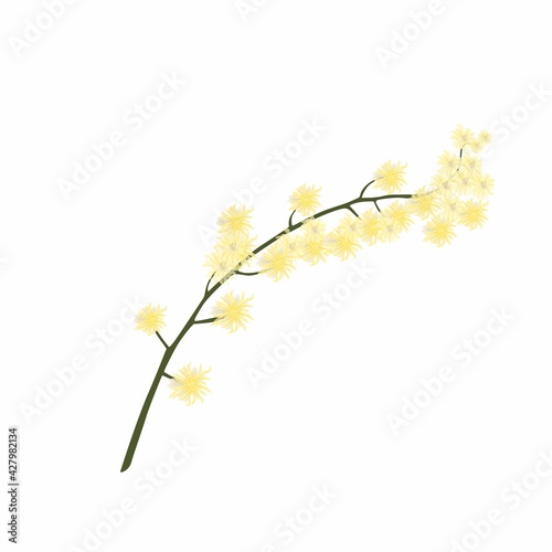 Yellow mimosa flower branch. Nature illustration.