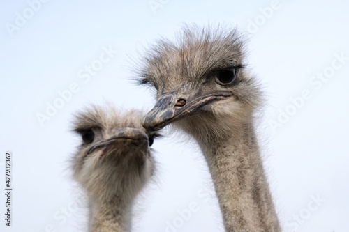 Pair of ostriches on an ostrich farm. Close-up on the heads of the birds.
