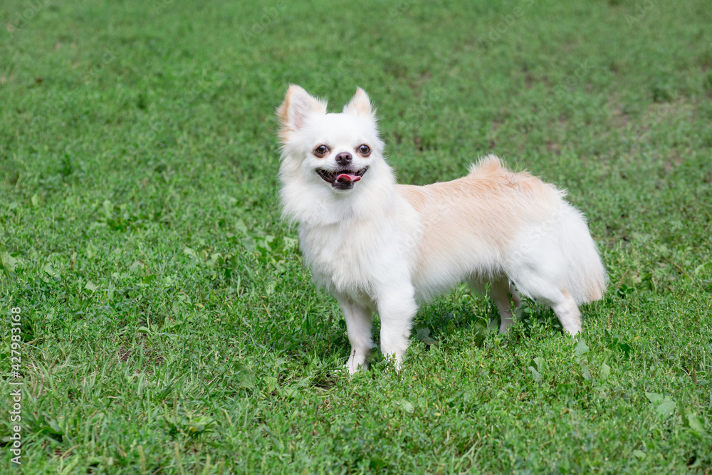 Long-haired chihuahua puppy is standing on a green grass in the summer park. Pet animals. Long-haired chihuahua puppy is standing on a green grass in the summer park. Pet animals.
