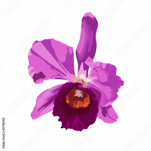 Orchid violet pink flower. Hand drawn illustration isolated on white background.