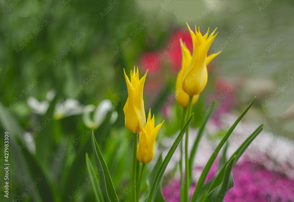 Fototapeta premium close up of yellow tulips among the greenery