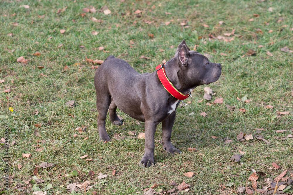 Cute american bully puppy is standing in the autumn park. Seven month old. Pet animals. Cute american bully puppy is standing in the autumn park. Seven month old. Pet animals.