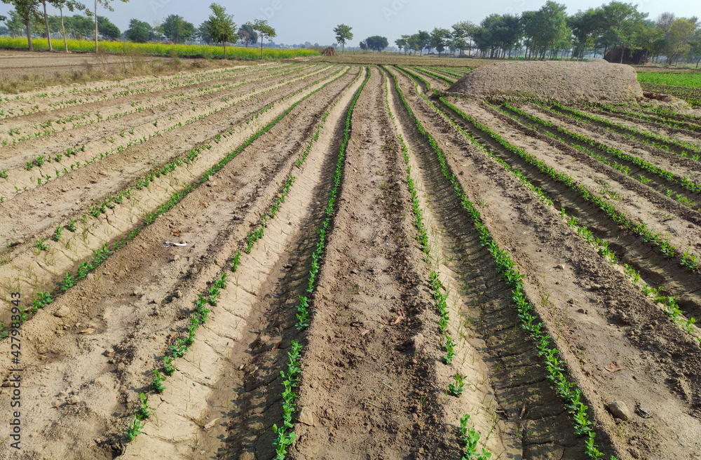 Peas field rows Pakistani rural view summer season agricultural Peas field rows Pakistani rural view summer season agricultural