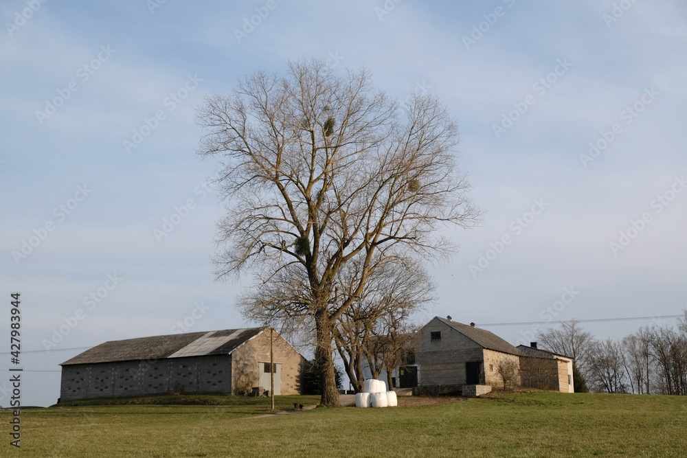 Buildings of farm with lonely tree in early spring Buildings of farm with lonely tree in early spring