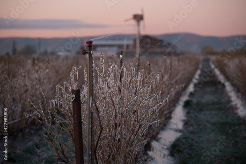 spring frost protection of the blue berry farms  ranch with sprinklers on in wapato washington yakima county photo