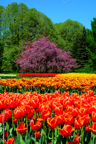 Tulipany - wiosna - spring, Tulipa, pole tulipanów, krajobraz z polem kolorowych tulipanów i niebieskim niebem, field of colorful tulips against the blue sky
