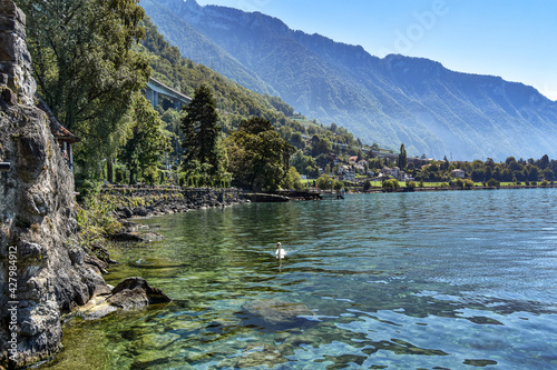 Swan on Lake Geneva photo