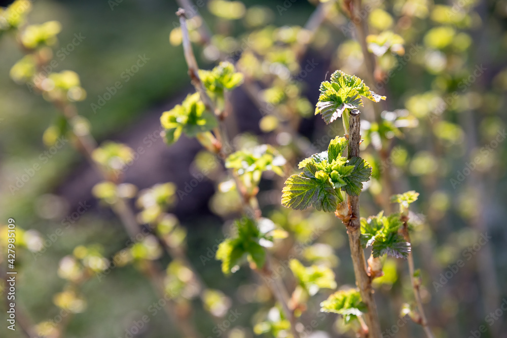 New leaves of black currant on a bright sunny day in a garden. First signs of spring. Close up.Currant bush in a garden in spring.first delicate leaves New leaves of black currant on a bright sunny day in a garden. First signs of spring. Close up.Currant bush in a garden in spring.first delicate leaves