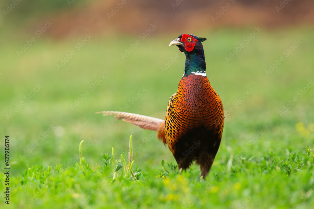 Fototapeta premium Common pheasant observing on pasture in spring nature