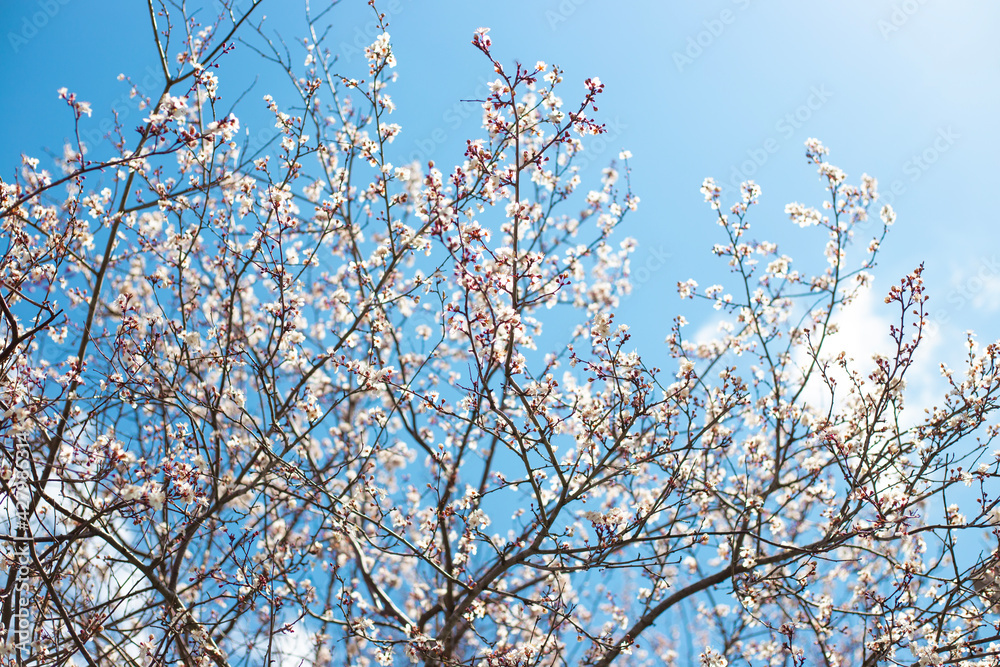 Blooming sakura tree, beautiful white flowers on the branches against the blue sky. Spring blurred background Blooming sakura tree, beautiful white flowers on the branches against the blue sky. Spring blurred background