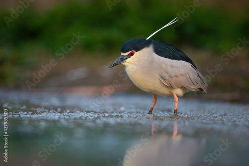 Black-crowned night heron fishing in river in green nature photo