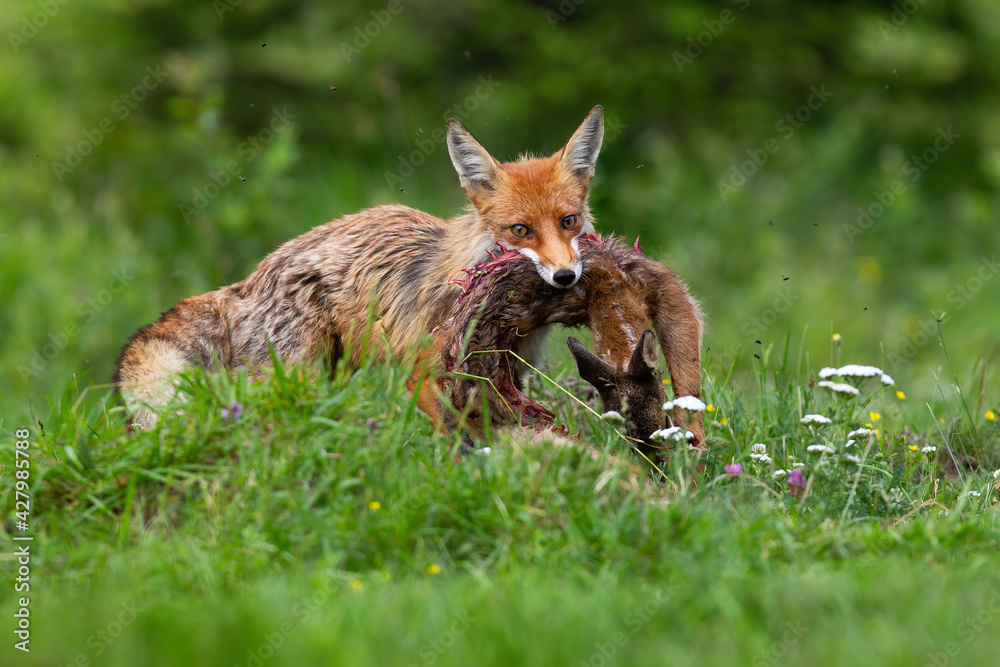 Red fox hunting juvenile roe deer fawn on meadow in summer