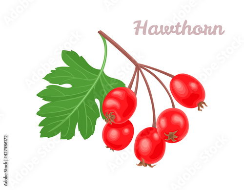 Hawthorn berry isolated on white background. Vector illustration in cartoon flat style.