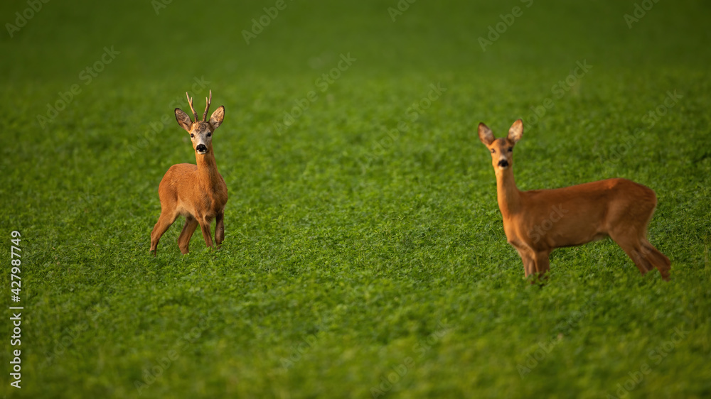 Fototapeta premium Two roe deer standing on field in summer rutting season