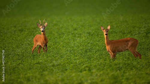 Two roe deer standing on field in summer rutting season