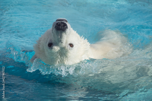 Big polar bear is swimming on a back in the water. Head close up. Ursus maritimus or Thalarctos Maritimus. photo