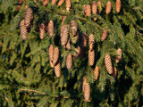 Spruce cones. A lot of cones on a tree close-up.