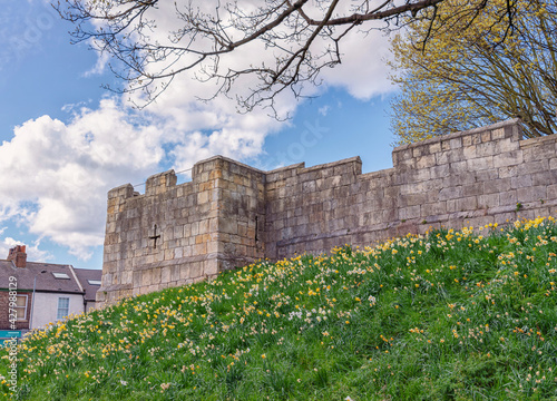 City walls with daffodils. photo