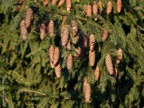 Spruce cones. A lot of cones on a tree close-up.