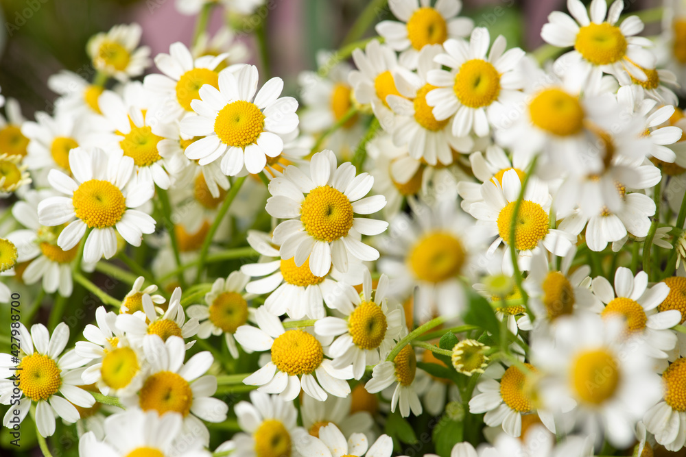 Fresh bunch of daisies Fresh bunch of daisies