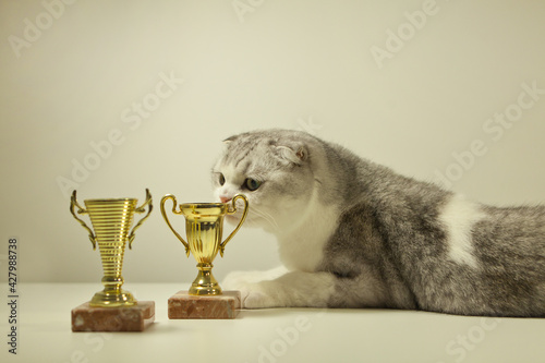 Schilderij op canvas Scottish fold cat with his award or trophy