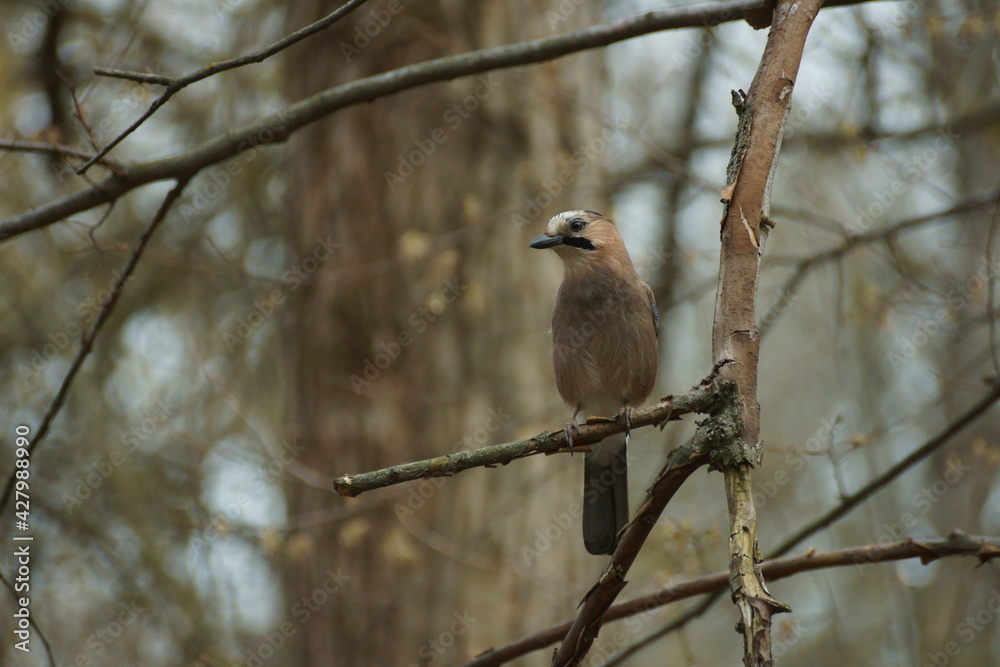 Jay on a tree branch Jay on a tree branch