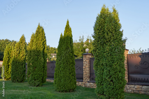 Many thuja trees as a fence in a private house.