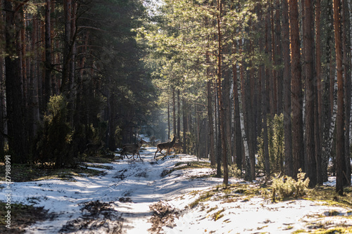 A bunch of deer found on a forest road