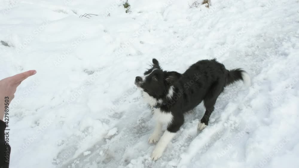Girl throws frisbee ring to border collie puppy. Dog jumps into air and catches toy. Clear day outside, winter snow on ground. Concept of walking, training dogs and relationship of people with pets Girl throws frisbee ring to border collie puppy. Dog jumps into air and catches toy. Clear day outside, winter snow on ground. Concept of walking, training dogs and relationship of people with pets