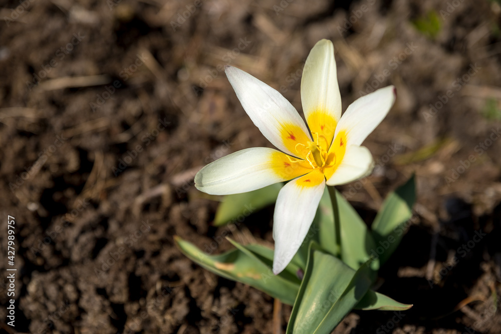 bright delicate flower,Beautiful tulips on ground. Close up photo of tulip flower. White tulip in garden. Spring flower . bright delicate flower,Beautiful tulips on ground. Close up photo of tulip flower. White tulip in garden. Spring flower .