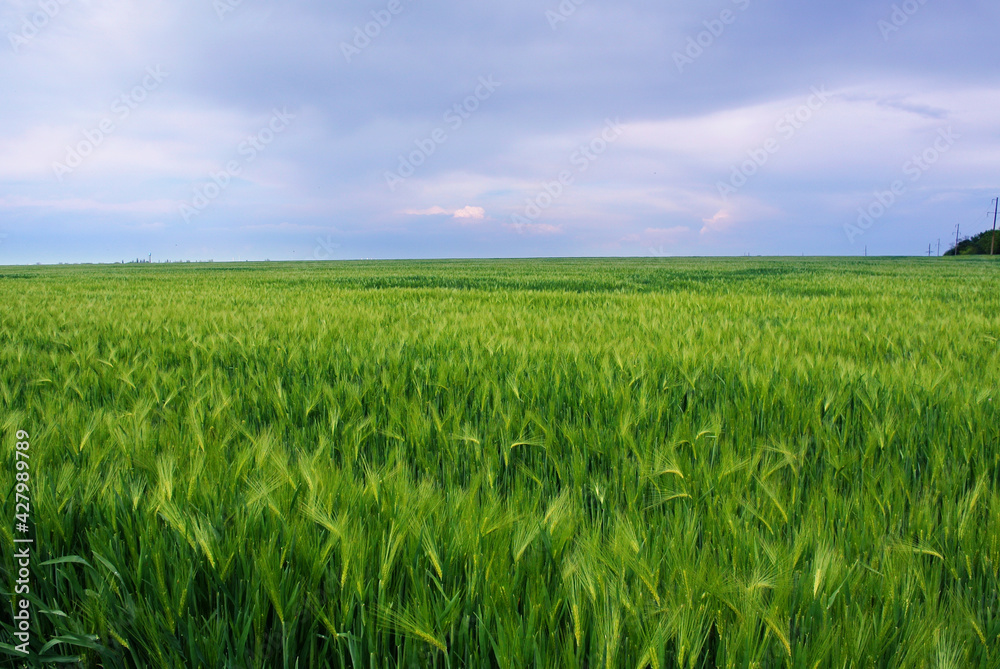 green wheat field green wheat field