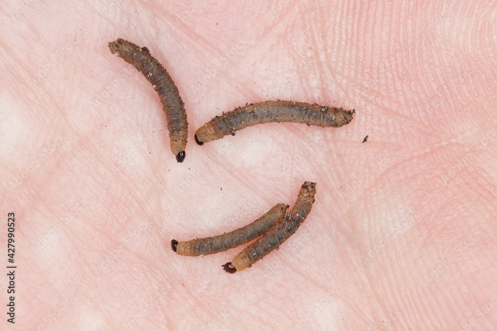 Larvae of fly from the family Bibionidae called March flies and lovebugs on soil. This insects live in soil and damaged plant roots. Larvae of fly from the family Bibionidae called March flies and lovebugs on soil. This insects live in soil and damaged plant roots.