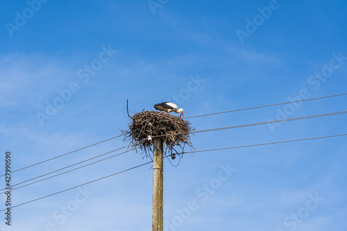 Curious stork looks out of his nest.