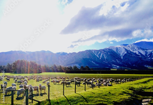 a herd of sheep in new zealand