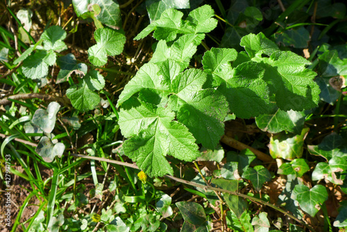 Wallpaper Mural Hogweed, Heracleum sphondylium Torontodigital.ca