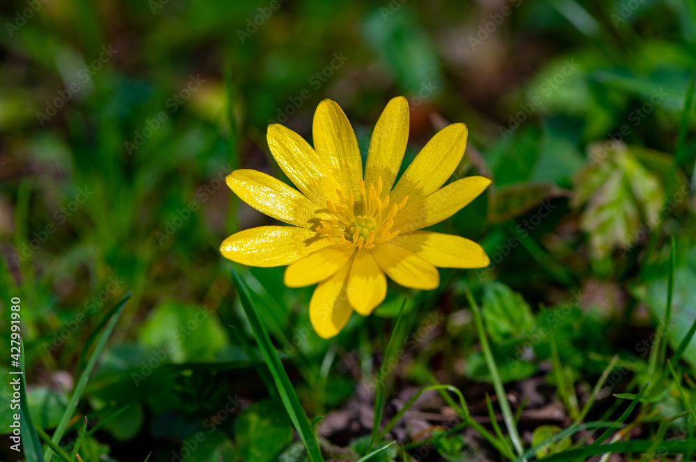 Fototapeta premium Blume