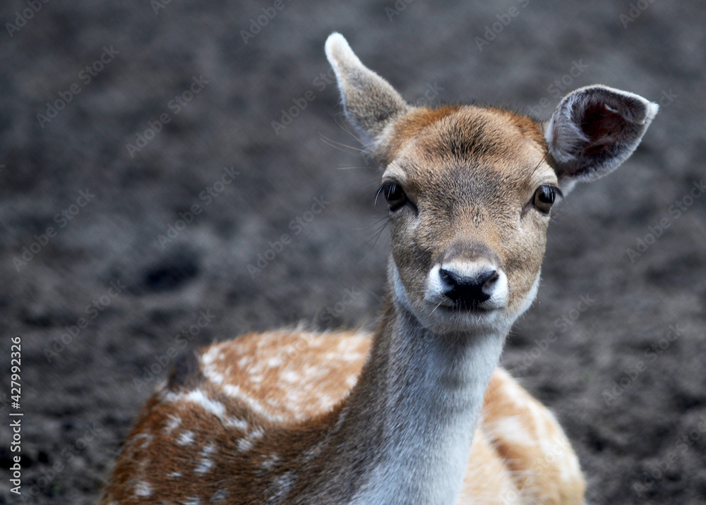 deer in the woods