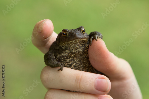 Tablou canvas A small frog or toad with warts in the hands of a person