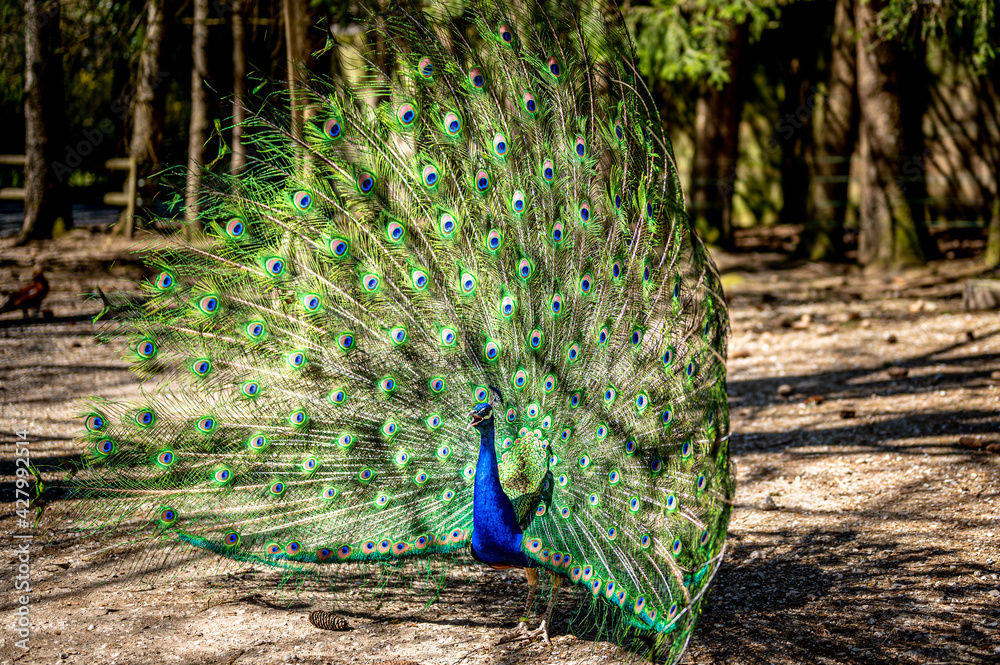 Fototapeta premium Male Indian peafowl. Blue adult peacock showing tails for mating in spring.