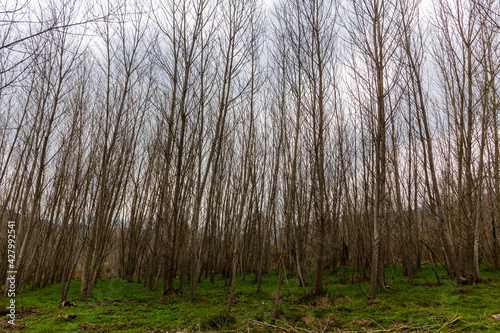 Poplar forest without leaves in winter.