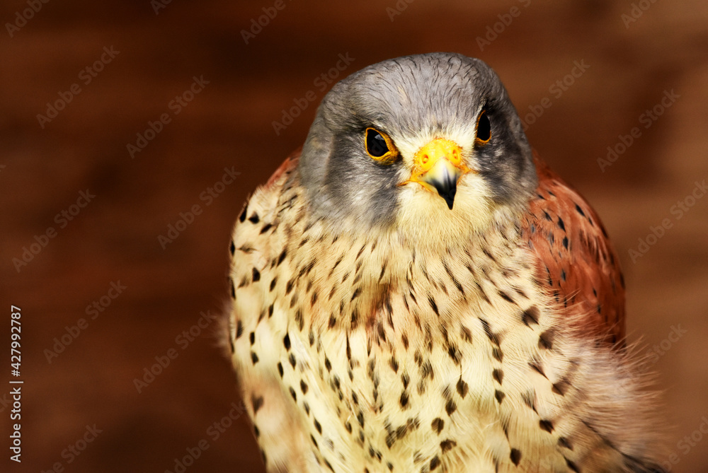 bird of prey close up bird of prey close up