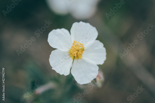 Detail of anthers  stigma  pistil and filaments of a white flower.