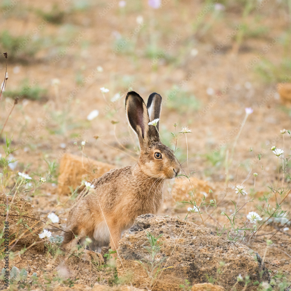 European hare stands on the ground and looking at the camera Lepus europaeus European hare stands on the ground and looking at the camera Lepus europaeus
