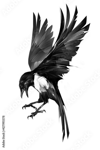 Photo painted bird magpie on a white background in monochrome