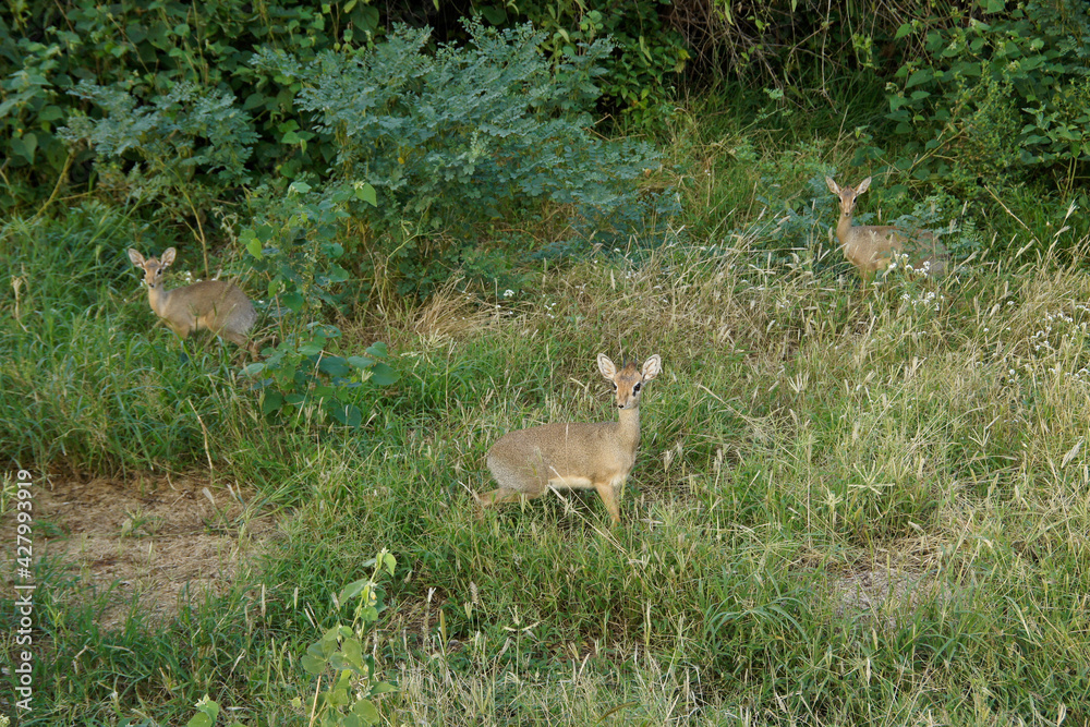 Family of Kirk's dikdiks in lush green vegetation, Samburu Game Reserve, Kenya Family of Kirk's dikdiks in lush green vegetation, Samburu Game Reserve, Kenya