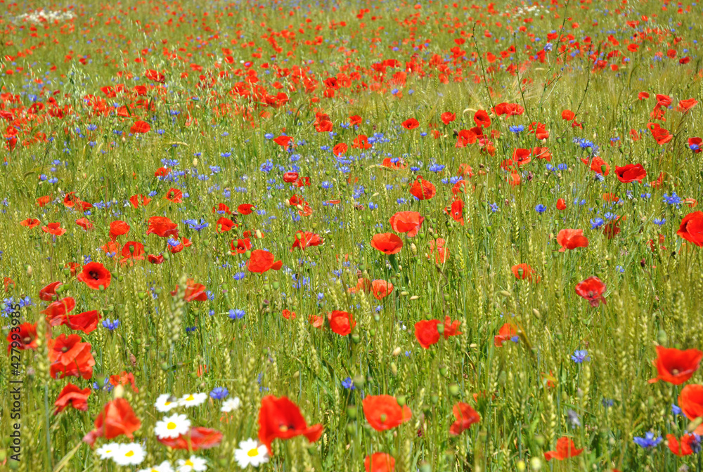 Fototapeta premium A blooming field background. The field full of beautiful red papaver rhoeas, corn poppies, sky blue cornflowers and white chamomile flowers.