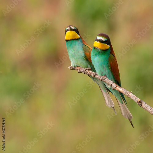 Two European bee eater Merops apiaster sits on a branch © Tatiana