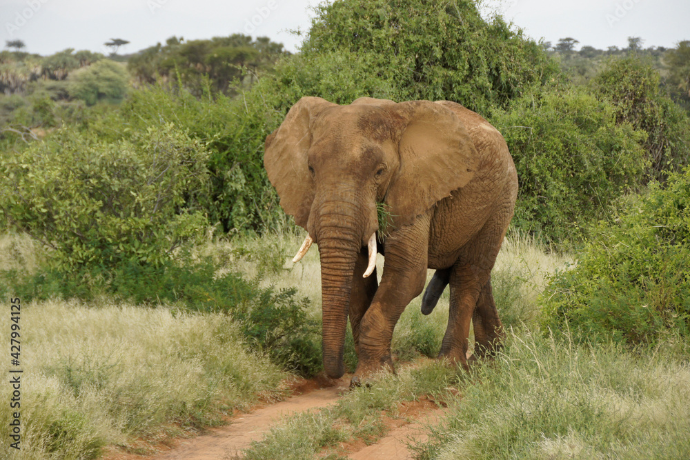 Obraz premium Bull elephant walking on dirt track in Samburu Game Reserve, Kenya